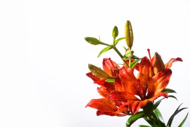 lilyum beyaz zemin üzerine