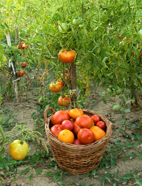 Harvested tomatoes in basket on the ground — Stock Photo, Image