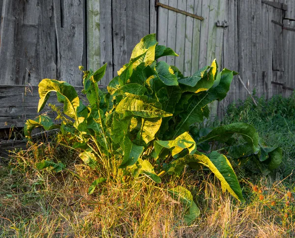 Folhas verdes de fábrica de rábano — Fotografia de Stock