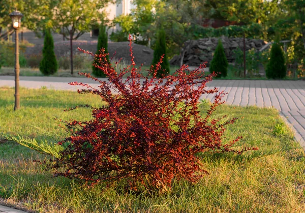 Kırmızı yaprak kızamık bush — Stok fotoğraf