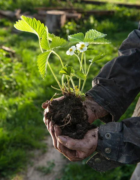 Farmer holding a green young plant Royalty Free Stock Images