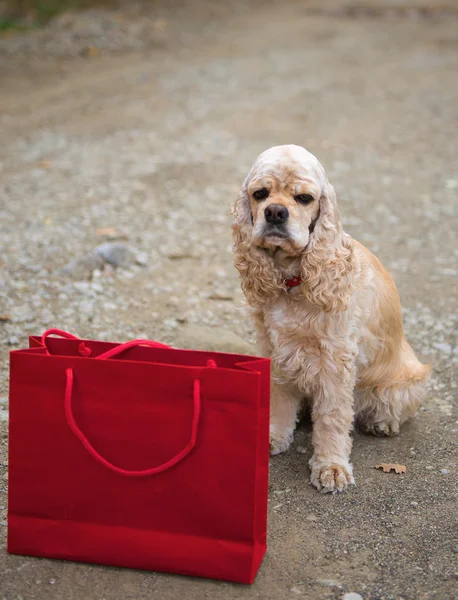 American spaniel and shopping bag — Stock Photo, Image