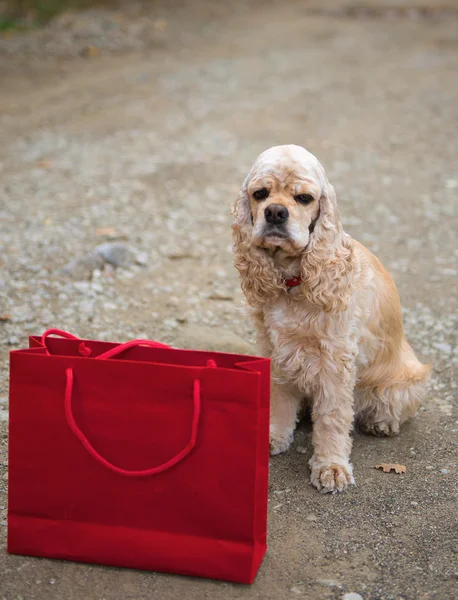 Spaniel americano e saco de compras — Fotografia de Stock