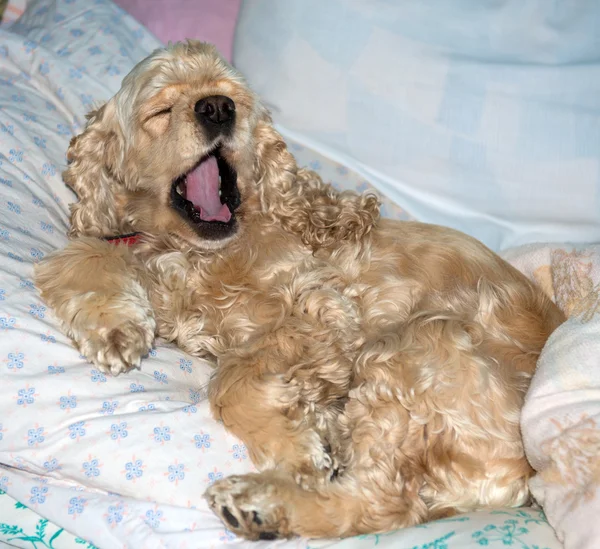 Spaniel, leżąc w łóżku i ziewanie — Zdjęcie stockowe