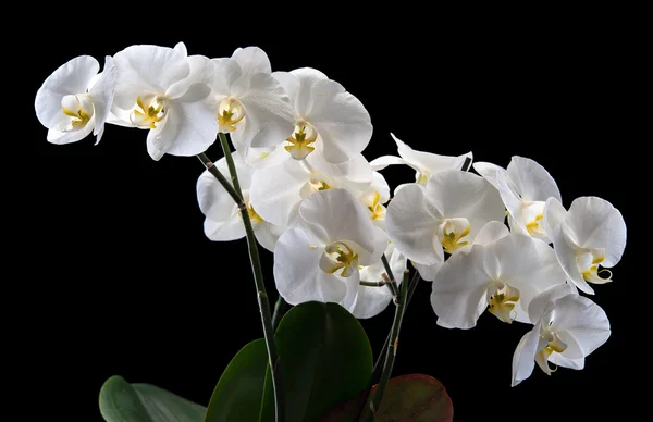 Witte orchidee — Stockfoto