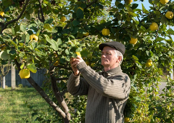 Farmer cropping quinces — Stock Photo, Image