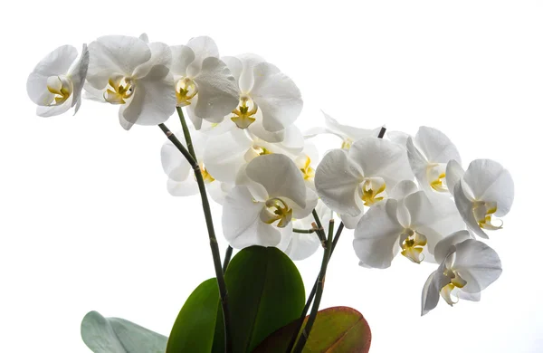 Witte orchidee — Stockfoto