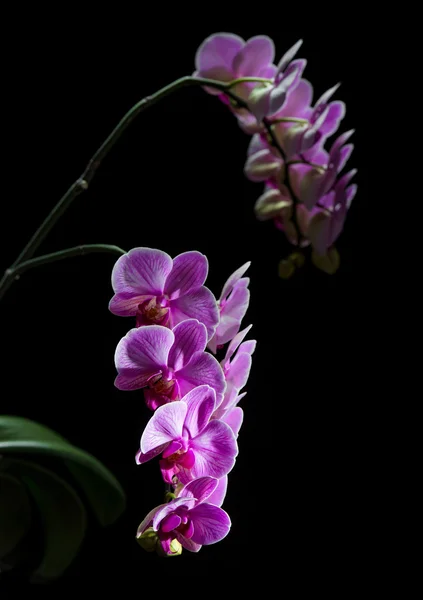 Phalaenopsis. bunte rosa Orchidee — Stockfoto