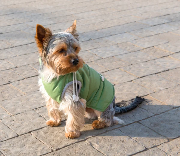 Yorkshire terrier — Stock Photo, Image