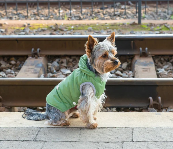 Yorkshire terrier — Stockfoto