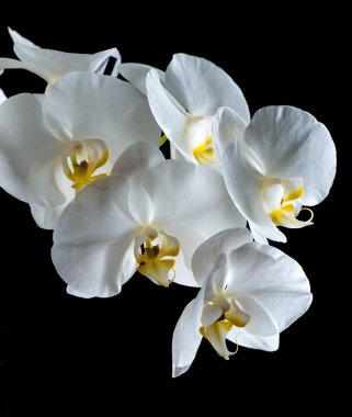 Beyaz Orkide