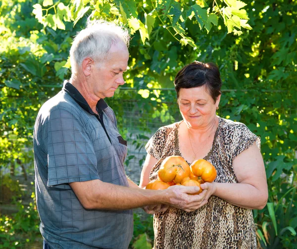 Pomodori da raccolta — Foto Stock