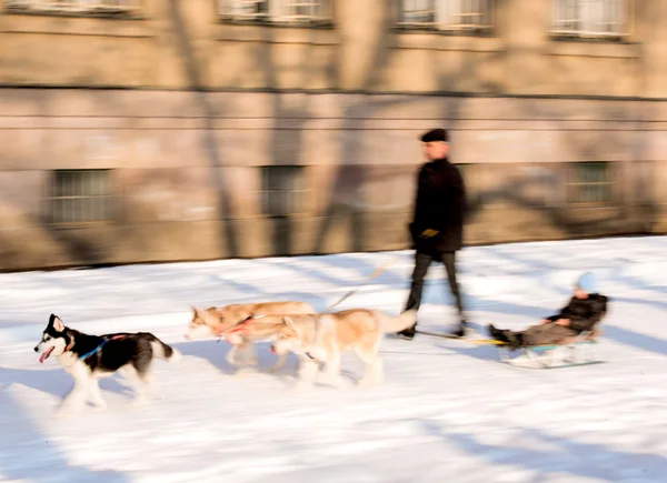 そりに子供と犬のチーム — ストック写真