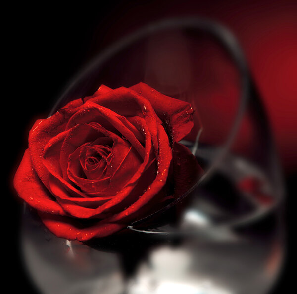 Red rose flower on a dark background