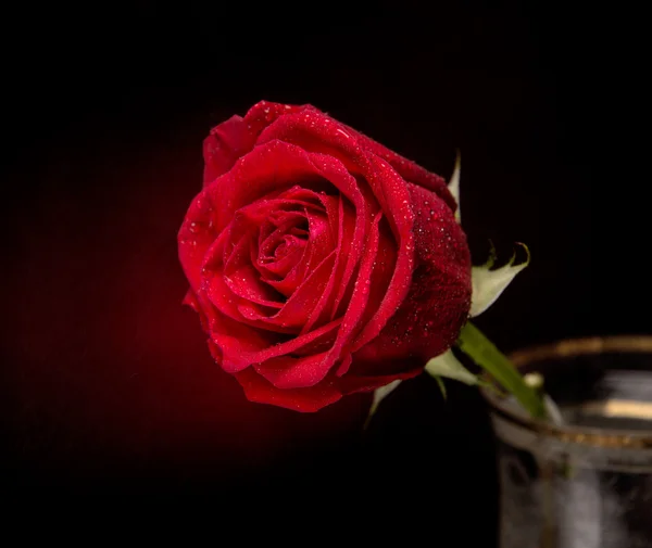 Rosa roja flor — Foto de Stock