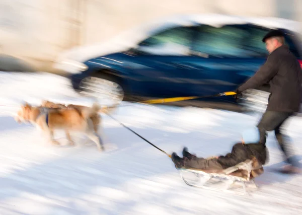 Hond team met jonge geitje op slee — Stockfoto