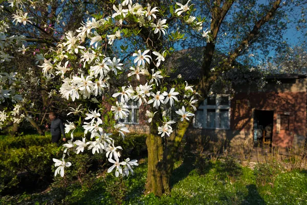 Старий будинок з квітучими Магнолія дерево — Zdjęcie stockowe