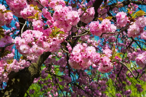 Sakura — Stockfoto