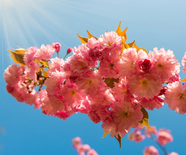 Sakura — Stock Photo, Image