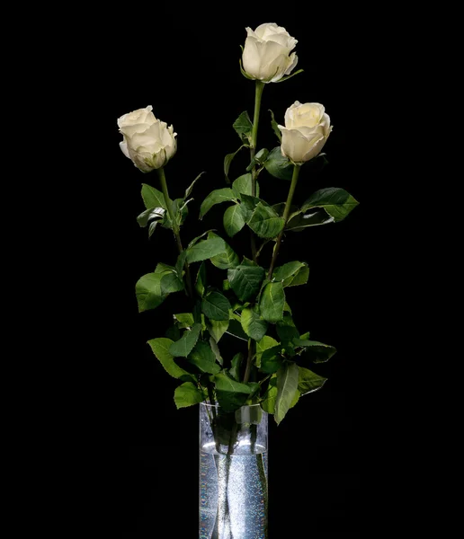 White roses in vase — Stock Photo, Image