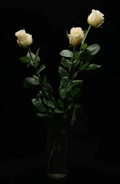 Rosas blancas en jarrón — Foto de Stock