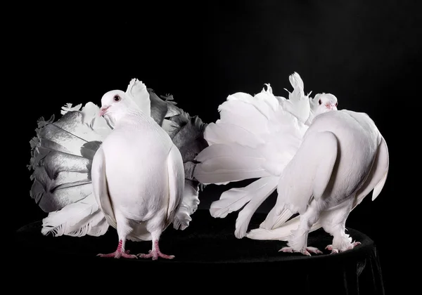 Dos palomas blancas — Foto de Stock