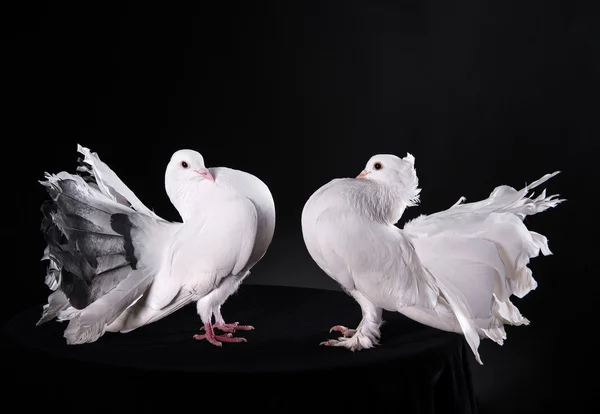 两个白色的鸽子 — 图库照片
