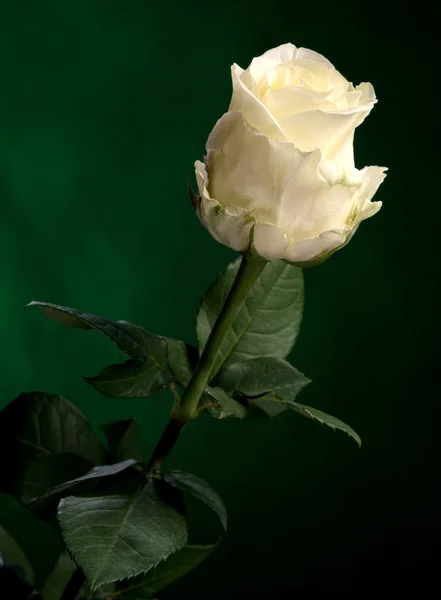 Hermosa rosa blanca — Foto de Stock