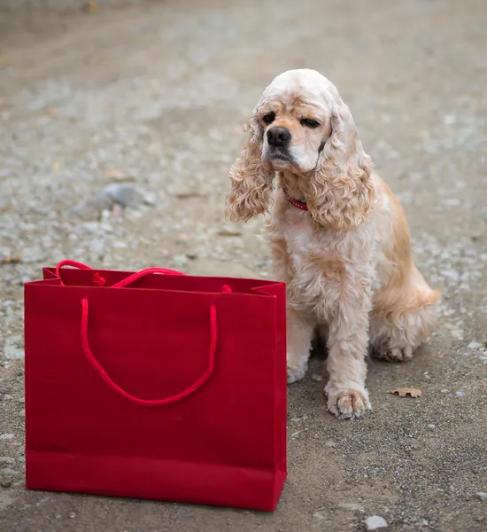 Cocker spaniel and shopping bag — Stock Photo, Image