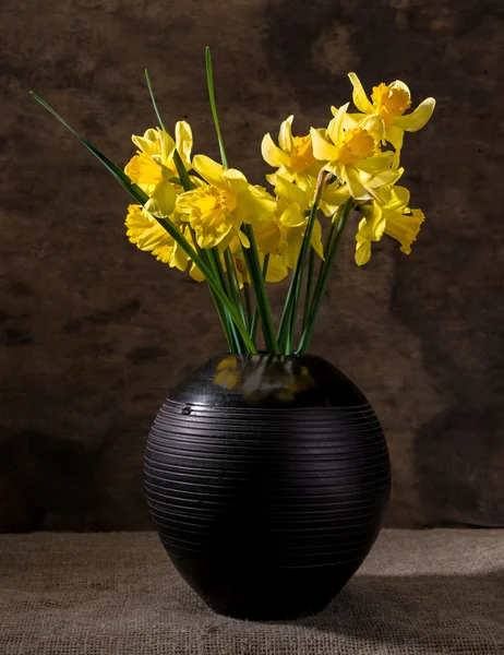 Lindos narcisos em vaso preto — Fotografia de Stock