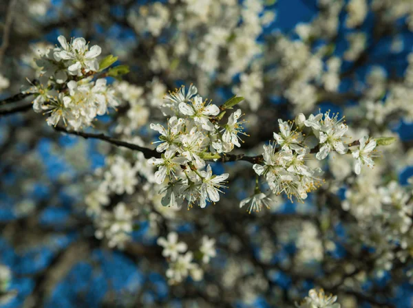 Blossoming tree brunch — Stock Photo, Image