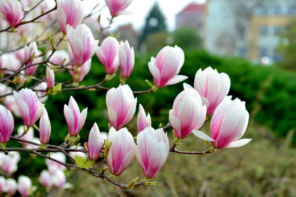 Blommande magnolia blommor — Stockfoto