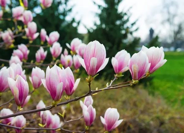 Blommande magnolia blommor — Stockfoto