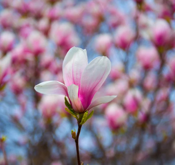 Blommande magnolia blommor — Stockfoto