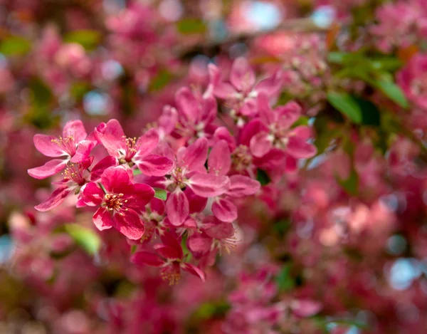 Red spring flowers — Stock Photo, Image