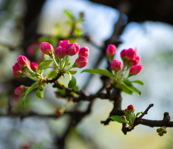 Fleurs rouges de printemps — Photo