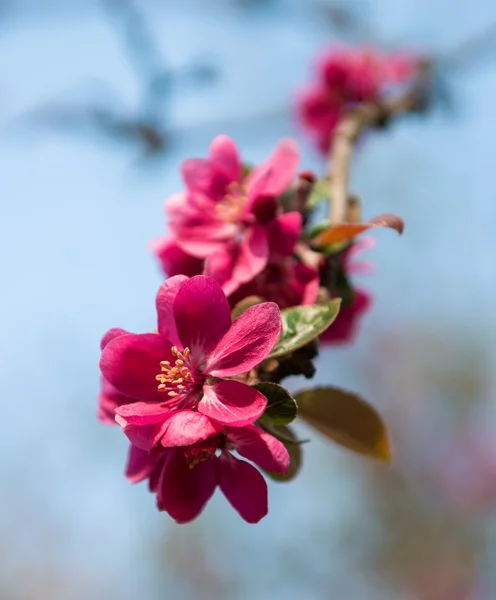 赤春の花 — ストック写真
