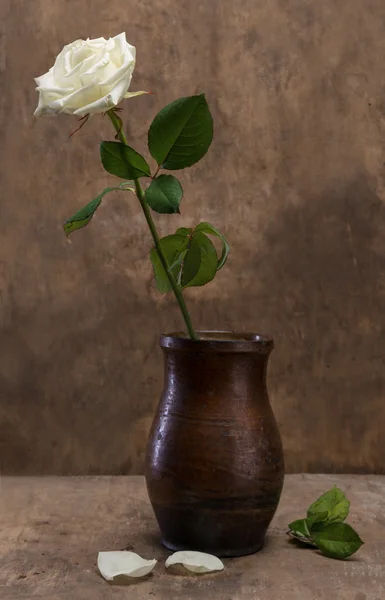 White rose in a vase — Stock Photo, Image