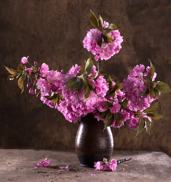 Sakura em um vaso — Fotografia de Stock