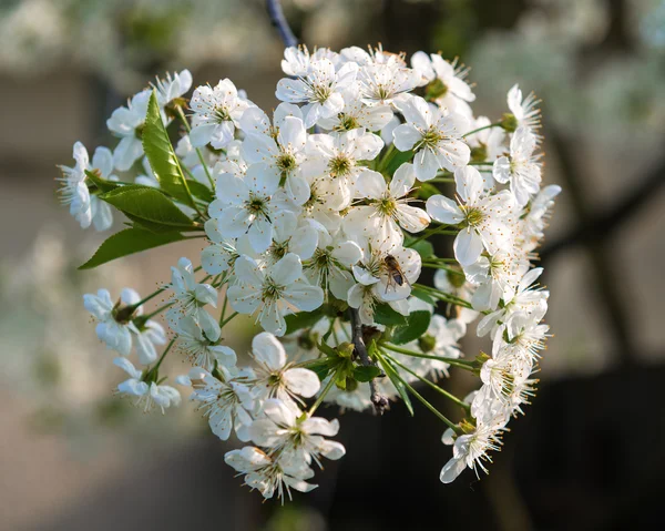 Almuerzo de árboles en flor con flores blancas — Foto de Stock
