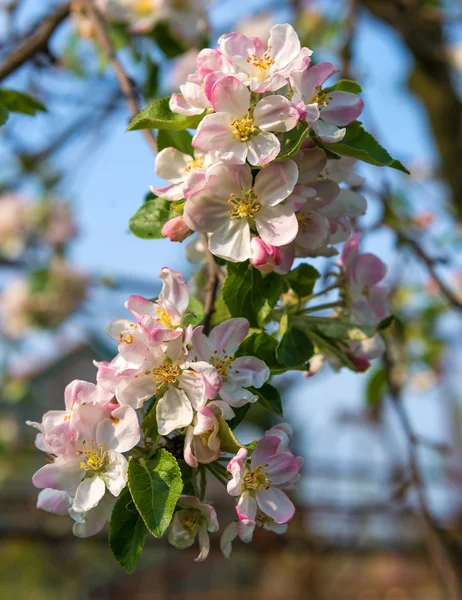 Blossoming tree brunch with pink flowers — Stock Photo, Image