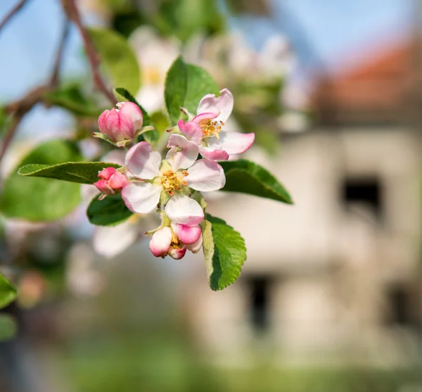 Blossoming tree brunch with pink flowers — Stock Photo, Image