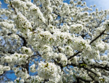 Yeni gelişen ağaç brunch beyaz çiçekli