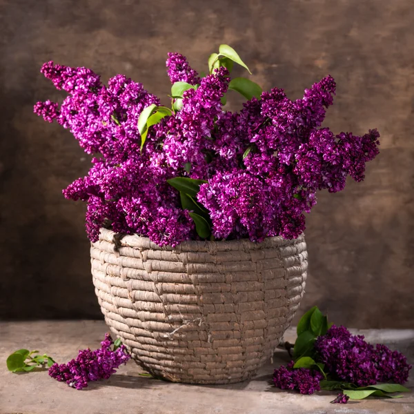 Blooming branches of lilac — Stock Photo, Image