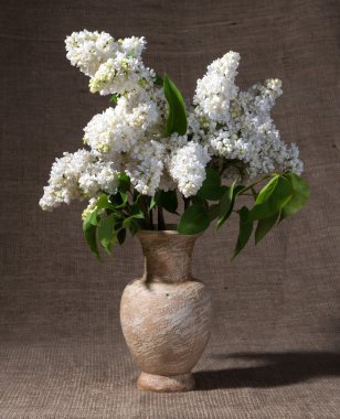 Leylak vazoda çiçek açan dalları