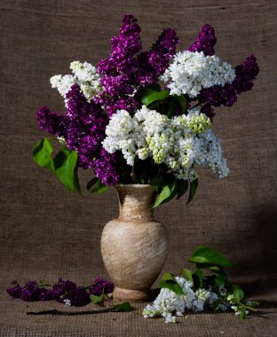 Leylak vazoda çiçek açan dalları