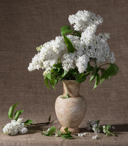 Rami fioriti di lilla in vaso — Foto Stock