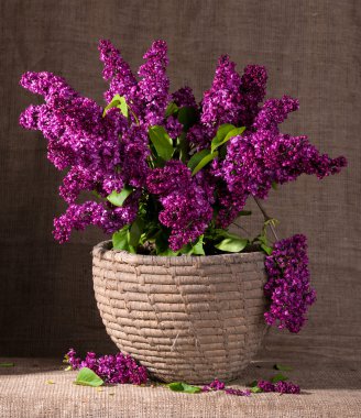  Eflatun çiçek dalları