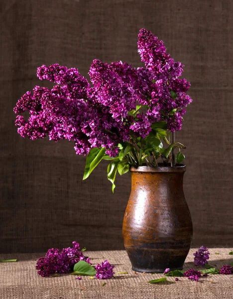 Rami fioriti di lilla — Foto Stock