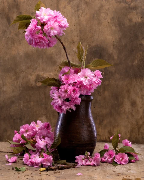 Sakura en jarrón — Foto de Stock